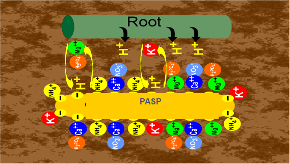 聚天冬氨酸促根原理圖